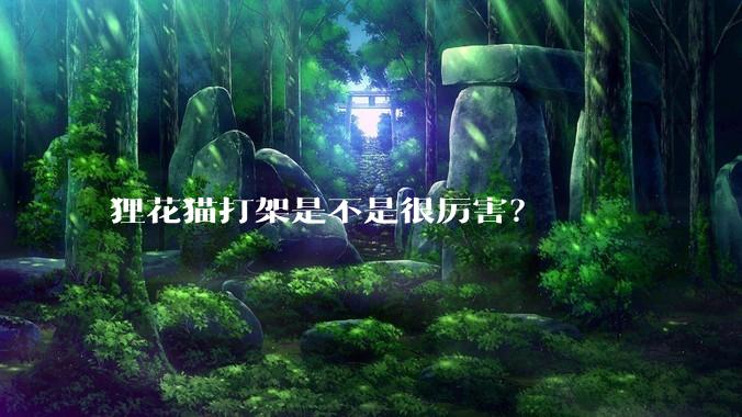 狸花猫打架是不是很厉害？